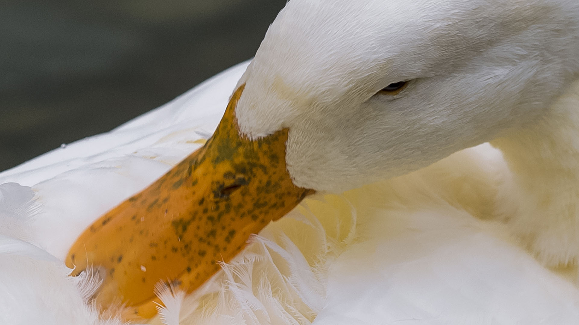 Bijela patka dolje
