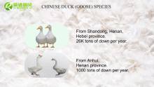 Chinese Duck (Goose) Species