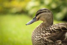 Grey Duck Feather