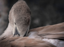 Grey Duck Down