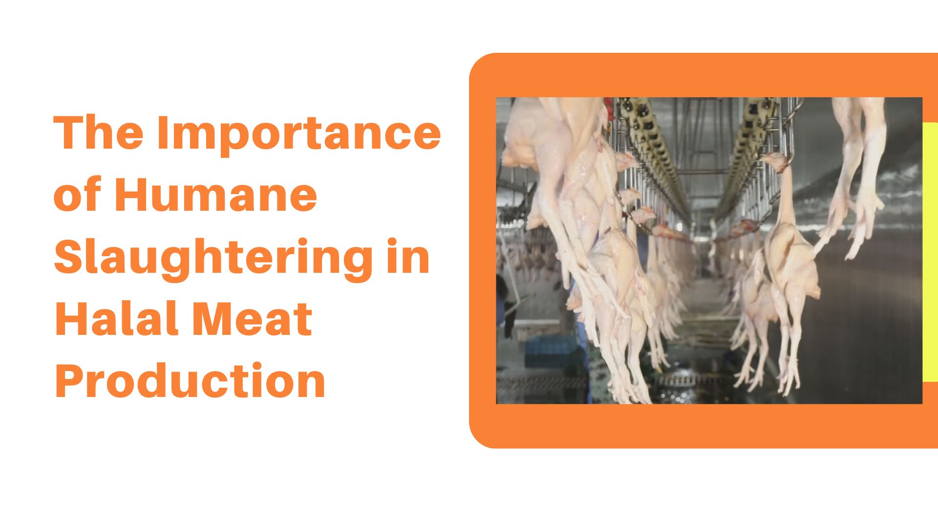 The Importance of Humane Slaughtering in Halal Meat Production Eruis
