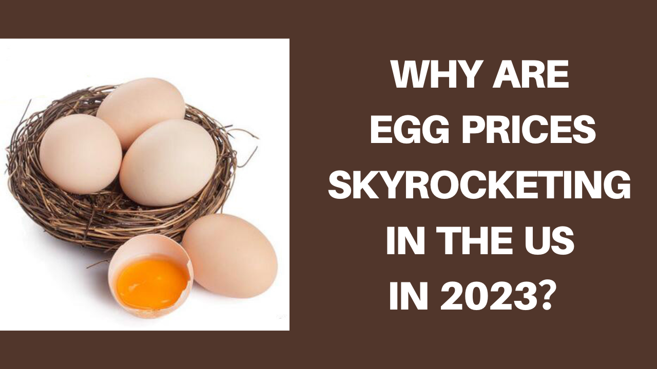 Why Are Egg Prices Skyrocketing in the US in 2023
