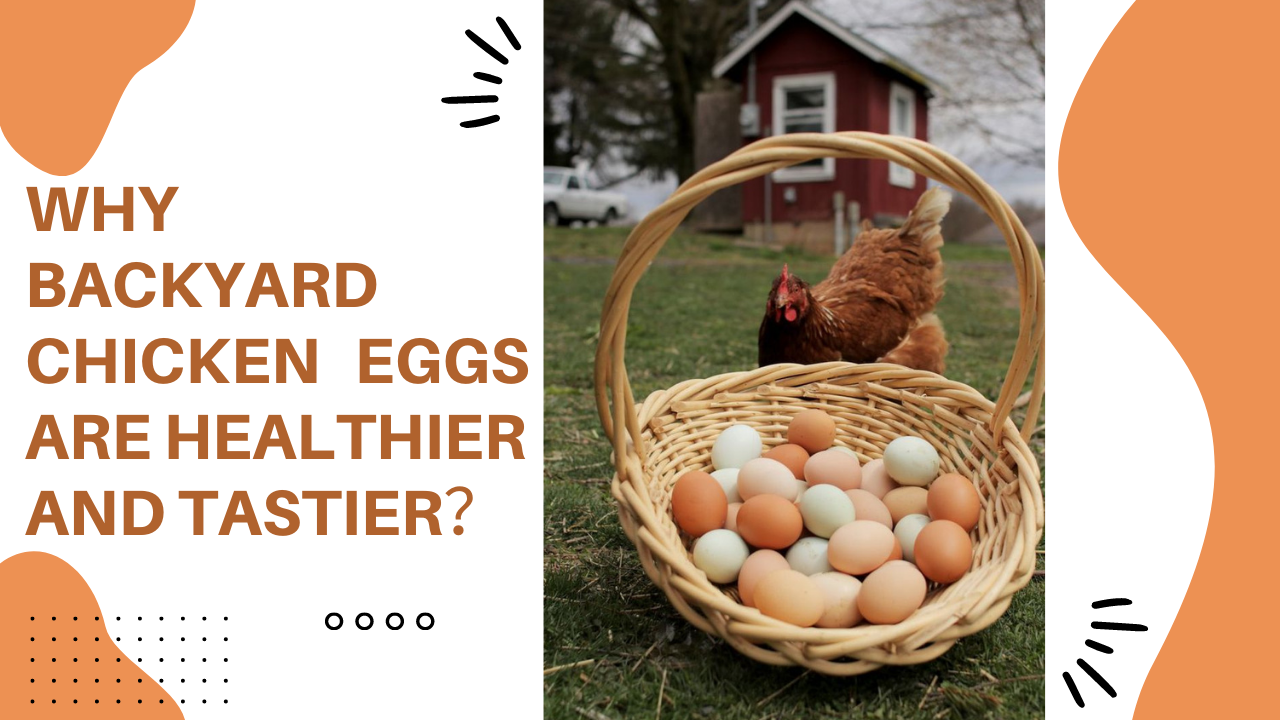 Why Backyard Chicken Eggs Are Healthier and Tastier