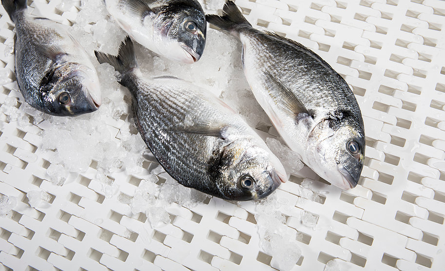 Modular Belt Conveyors for Fish