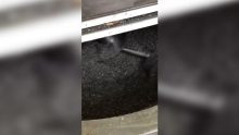 Vertical ribbon mixer