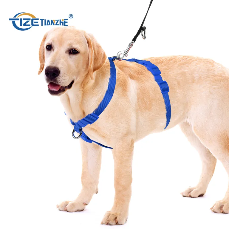 Yalangoch mushukli qizlarning fotosuratlari