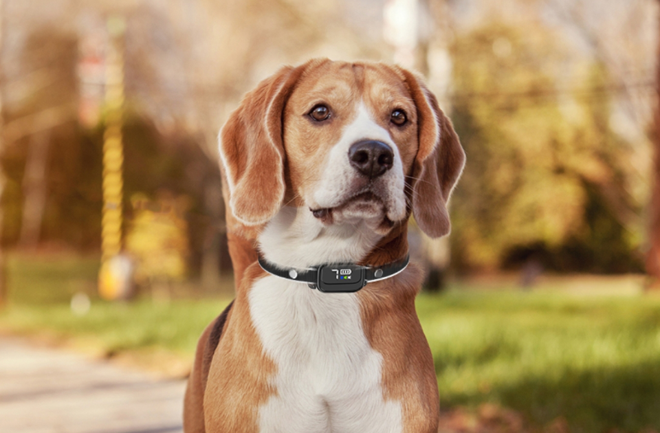 bark-collars