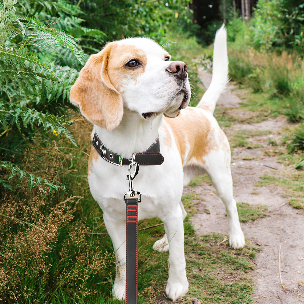 What are the Advantages and Disadvantages of Different Dog Collars
