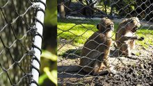 Monkey fence