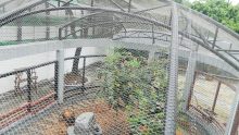Herbivores and others