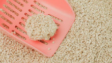 White broken tofu cat litter
