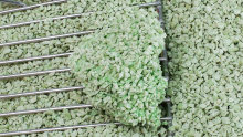 Green broken tofu cat litter