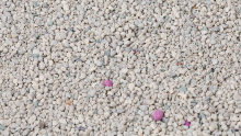 White Original mineral cracked bentonite cat litter