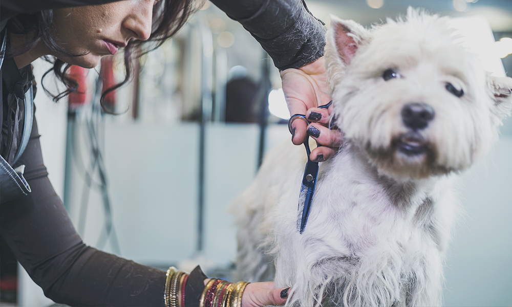 Pet Supplies Manufacturers Factory Petsproofing pet-supplies-plus-trussville-al-birmingham-al