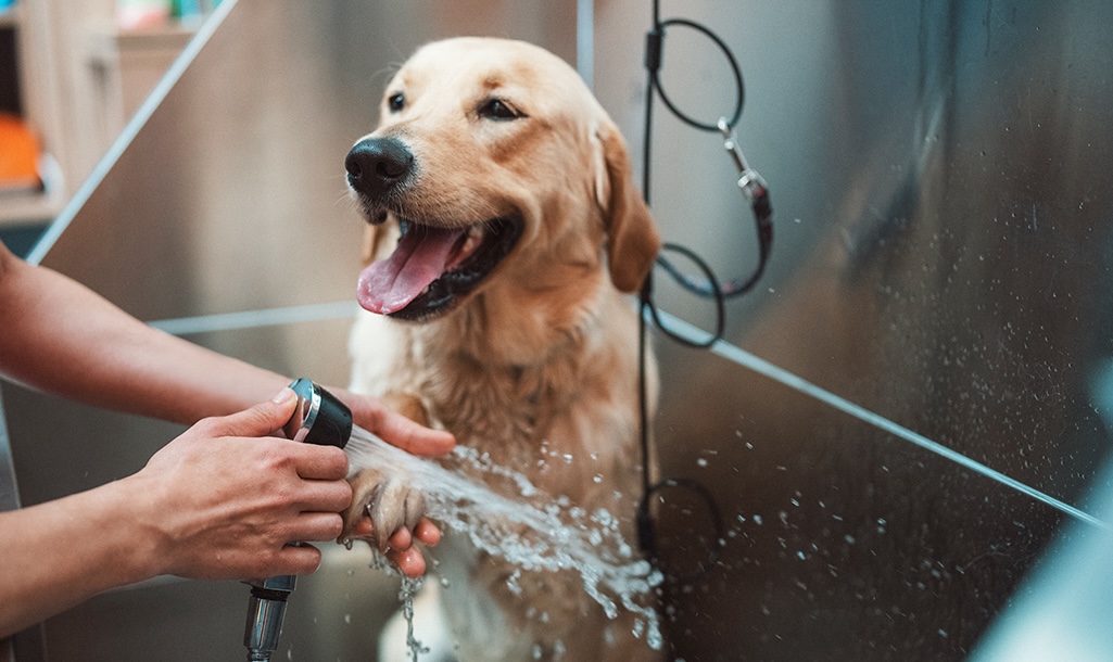 Pet Supplies Manufacturers & Factory Petsproofing