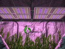 Best quality Archibald Grow lights will do 48 hours aging test before ship them Factory Suppliers