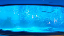 Shanghai Haichang Ocean Park