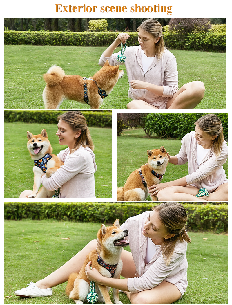 best dog collar and leash