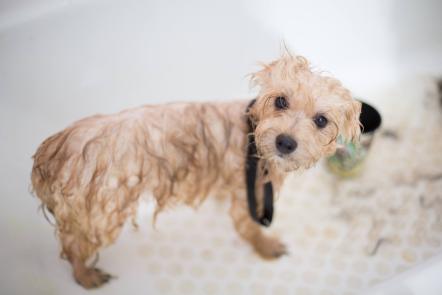 犬はどのくらいの頻度でお風呂に入っていますか そして最も正しい答えは何ですか Qqpets 犬はどのくらいの頻度でお風呂に入っていますか そして最も正しい答えは何ですか Qqpets