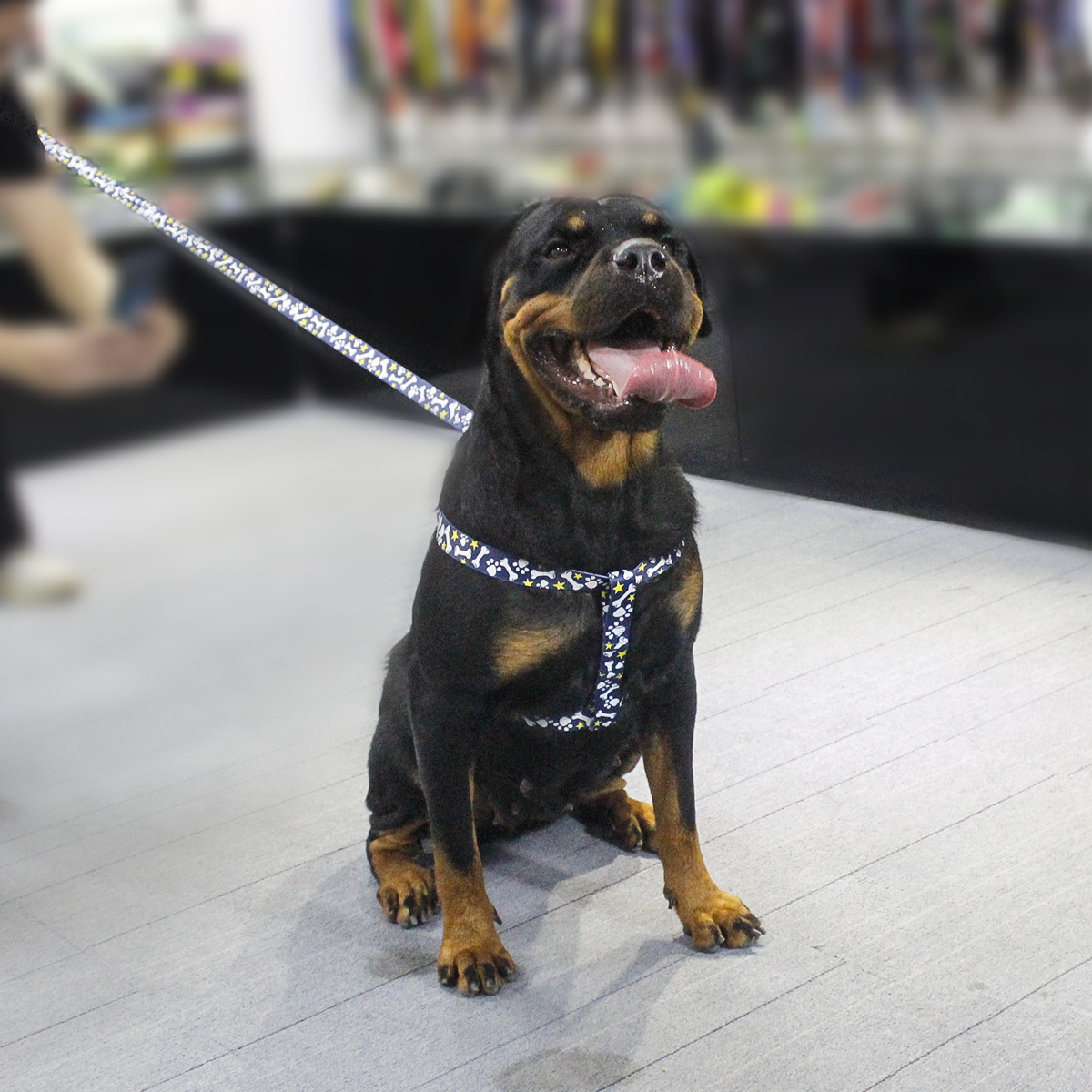 custom dog leash real show