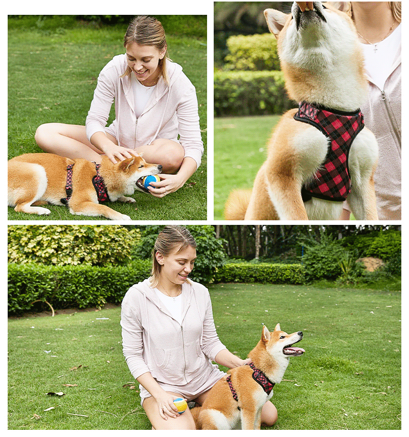 Custom pattern dog harness on dog