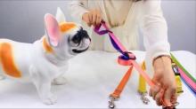 Gradient Ombre Color Polyester Pet Collars and Matching leash