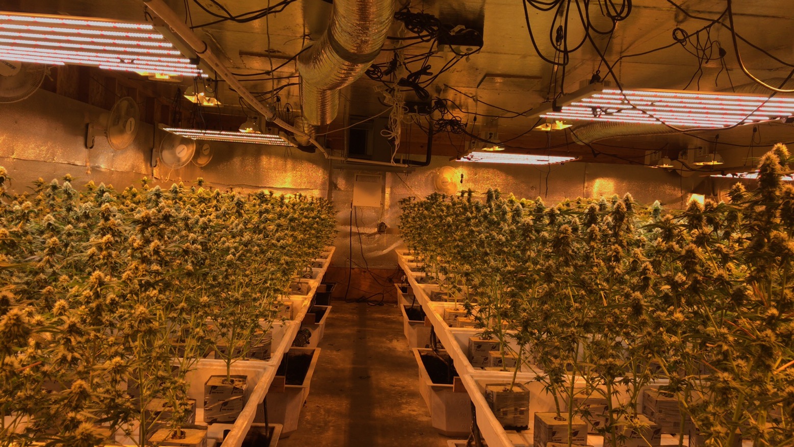 The suppliers of The world's largest diversified company led grow plant lights to plant Medicinal herb
