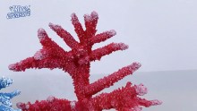 Professional Blue Treasure Aquarium Sea Salt Artificial Coral HZY222 manufacturers
