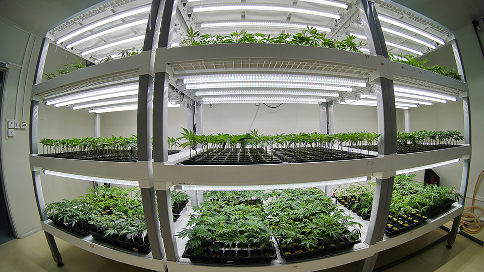 Advanced Environmental Control Systems for Cannabis Production