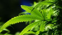New potential of marijuana: Scientists separate effective pain relief ingredients Cannflavin A and B