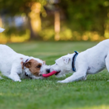 Why Do Dogs Like to Play Tug of War