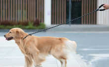 Omissa Dog Leash Reflective Rope Slip Lead for Pets Trainning