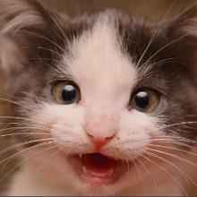 How Much Should You Feed a Kitten?