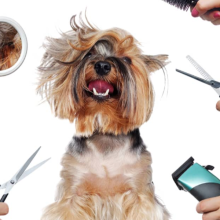 10 Fun & Easy Puppy Games