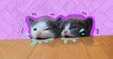 Help Your Teething Kitten in 3 Simple Steps