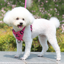 Omissa Dog Harness with transition leash lifeline Reflective