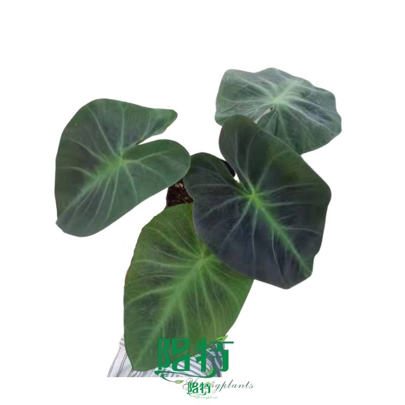 alocasia portodora at Wholesale Prices | Youngplants