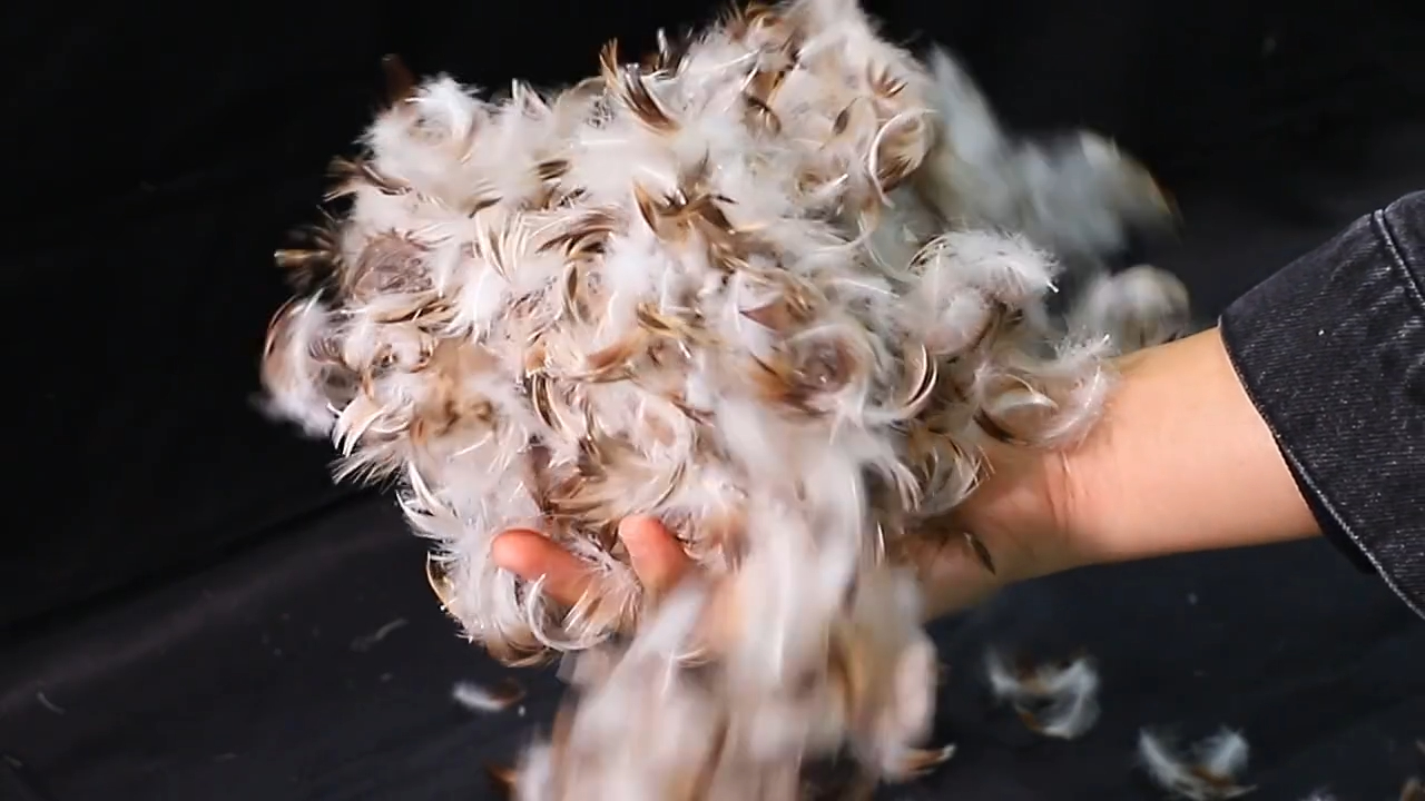  Best Quality china factory wholesale grey goose feather Factory 