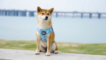 Stocks Patterns Fashion Ins Hot Sale Small and Medium Sized Y Type Pet Dogs Harness