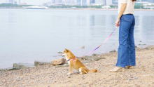 Hot sell sublimation various kinds color dog collar leash harness set