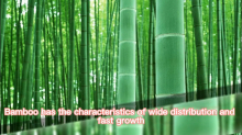 How to Make Bamboo Pellets - THE BEST USE OF BAMBOO MATERIAL!!