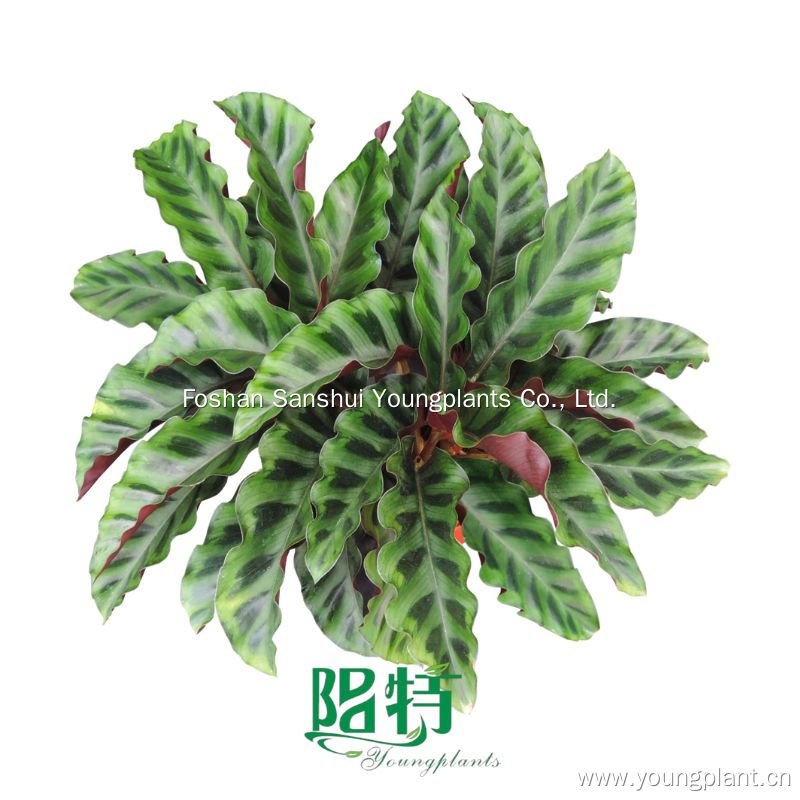 Tanaman Muda Foshan | Calathea beludru kemuliaan Tanaman Kultur Jaringan Liners Plug | tanaman muda